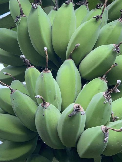 8成交533盒广西小米蕉banana香蕉新鲜水果批发一件代发5/8/9斤装非