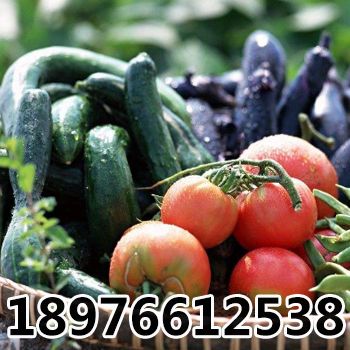 龙目湾蔬菜农副产品配送 一条龙服务三亚湾蔬菜配送 新鲜安全质量保证